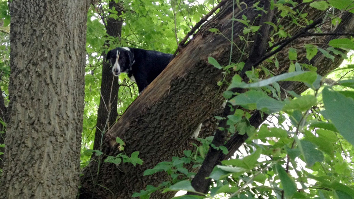 85430d1b-Dog Treed