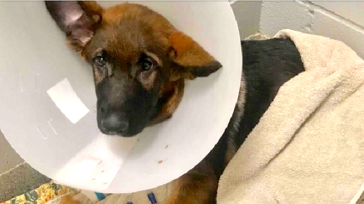 dog_go fund me