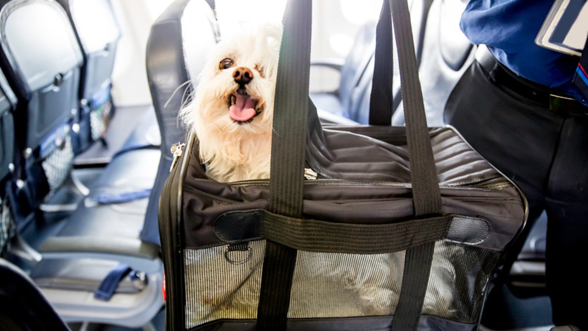 pet carrier dog