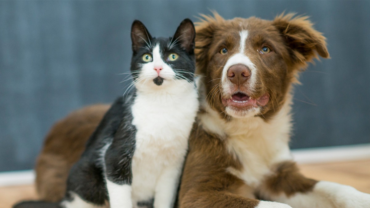 dog and cat