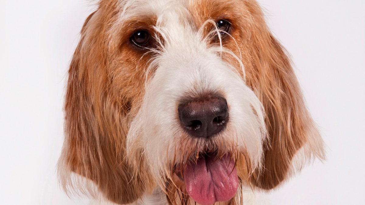 Grand Basset Griffon Vendeen