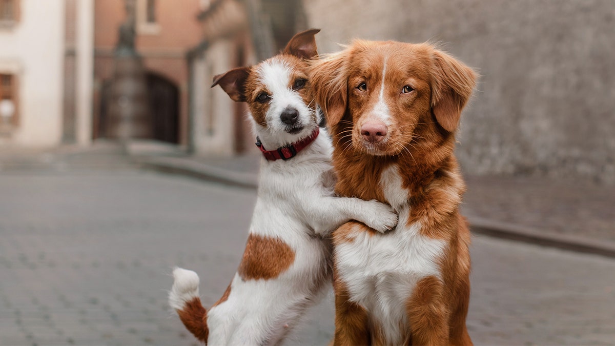 dogs istock