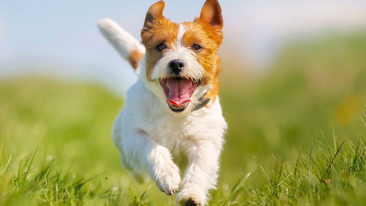 Jack Russell Terrier dog