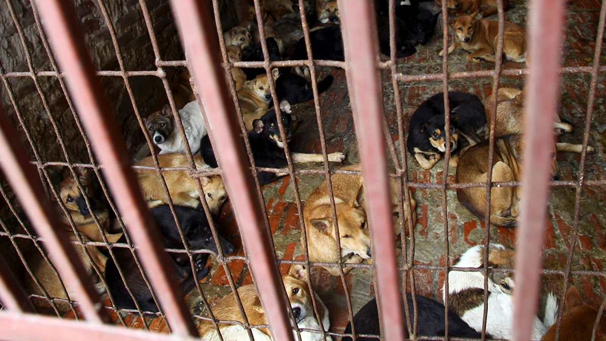dog meat vietnam AP Na Son Nguyen
