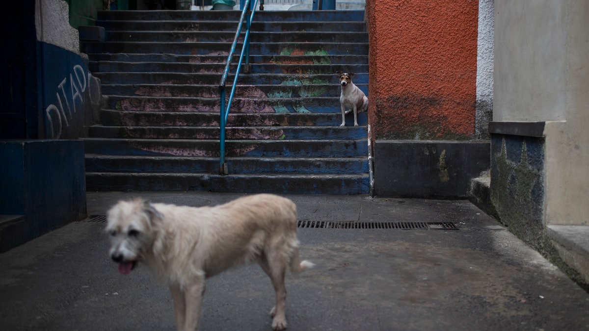 dogs strays brazil ap