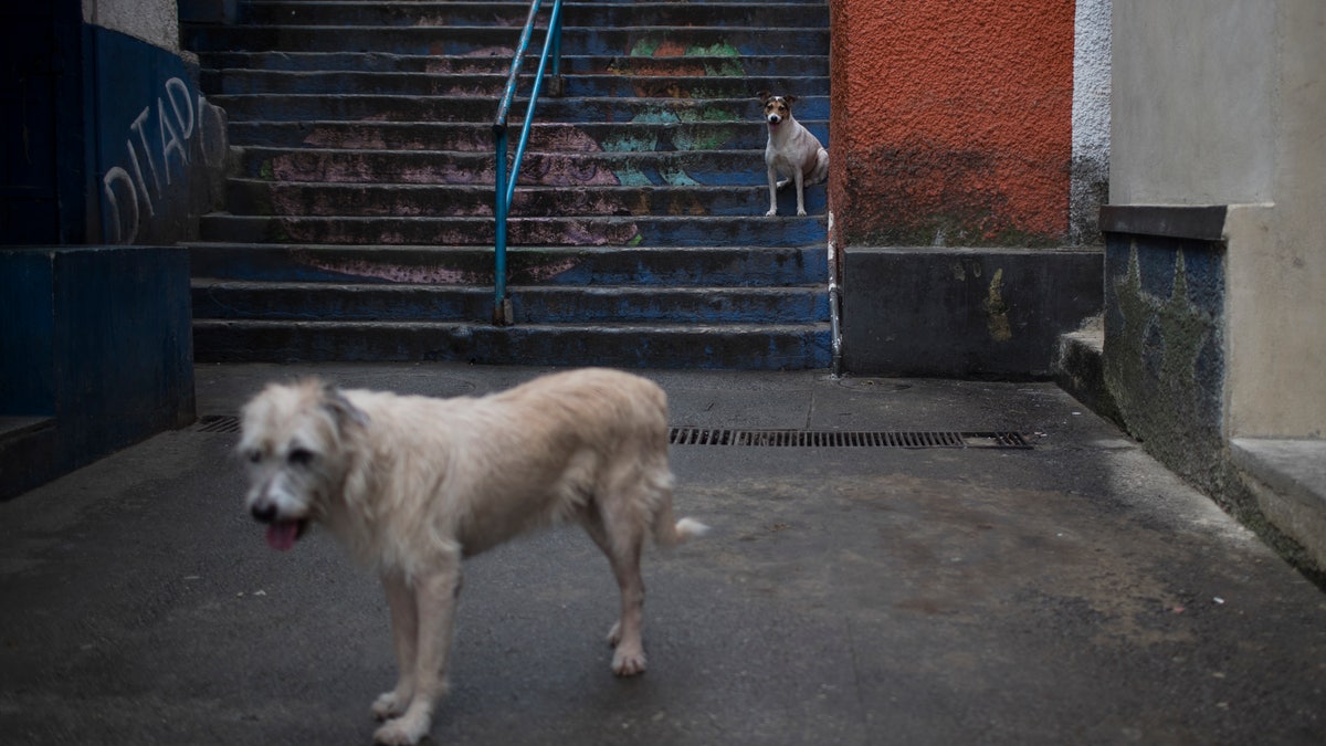 dogs strays brazil ap