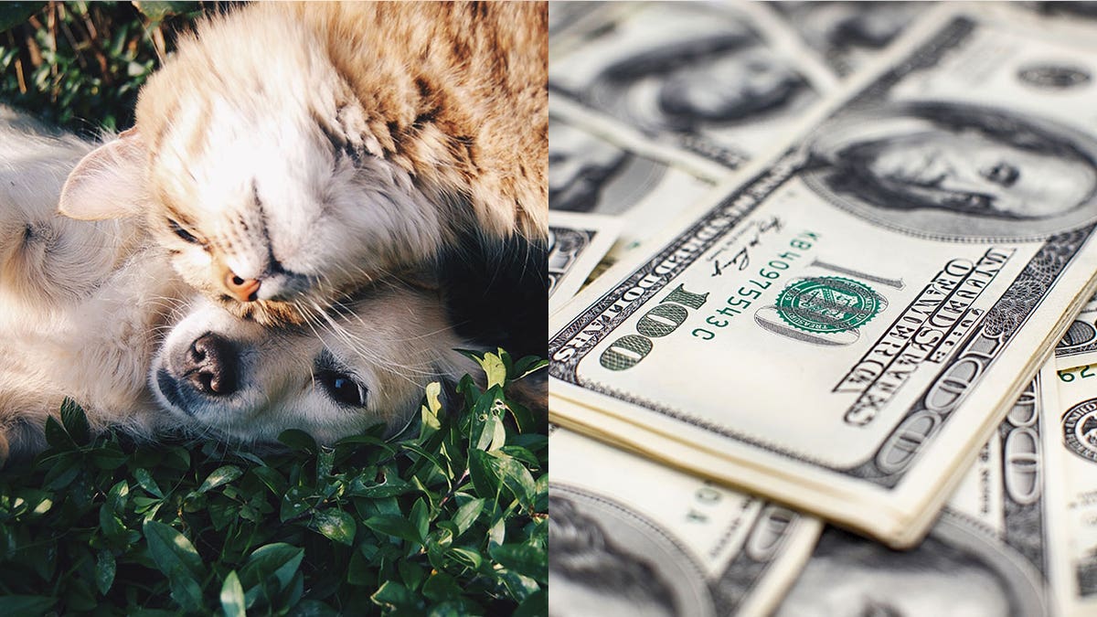 dog cat money swns istock