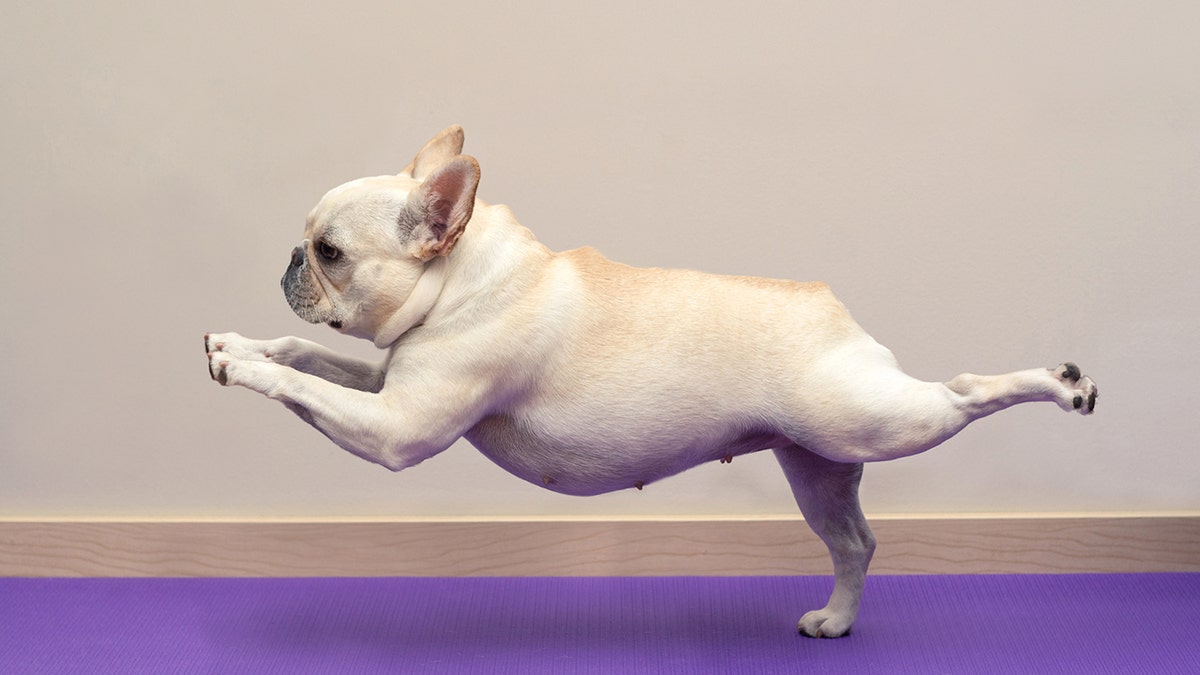 doge yoga