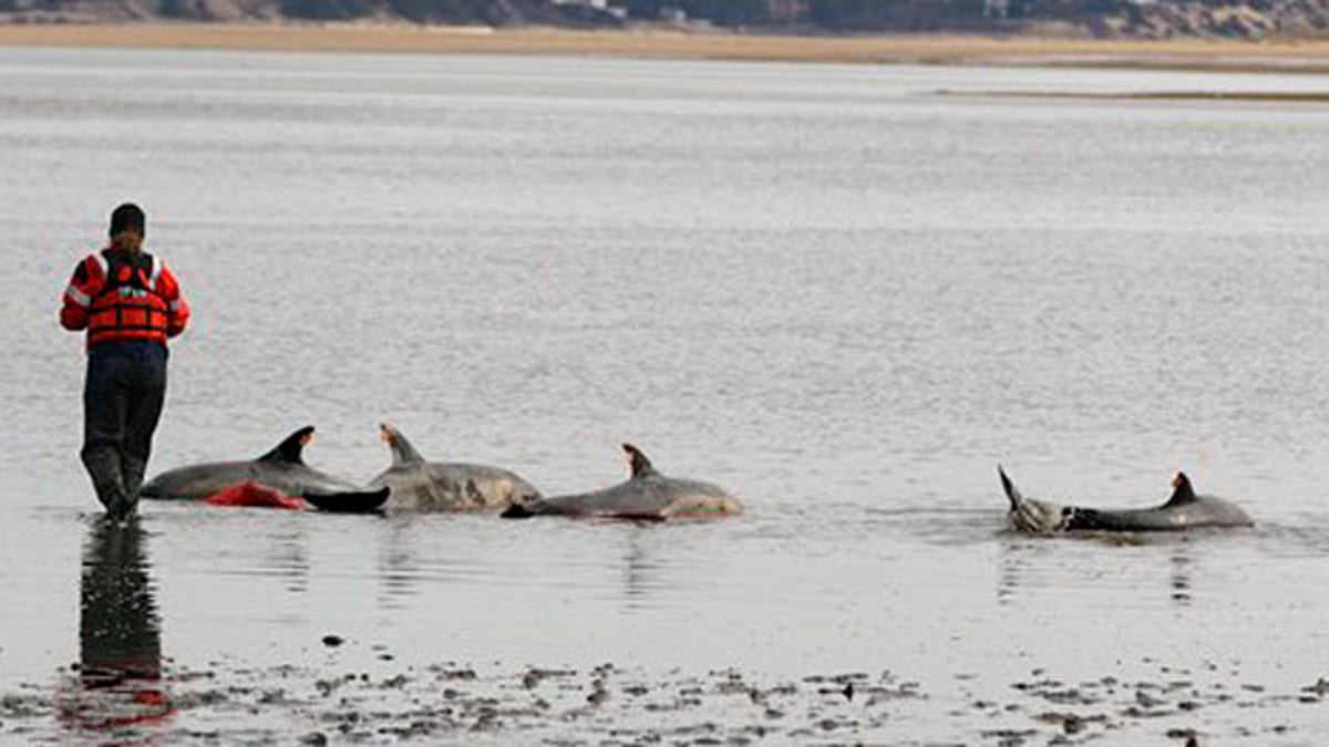 Dolphins Stranded