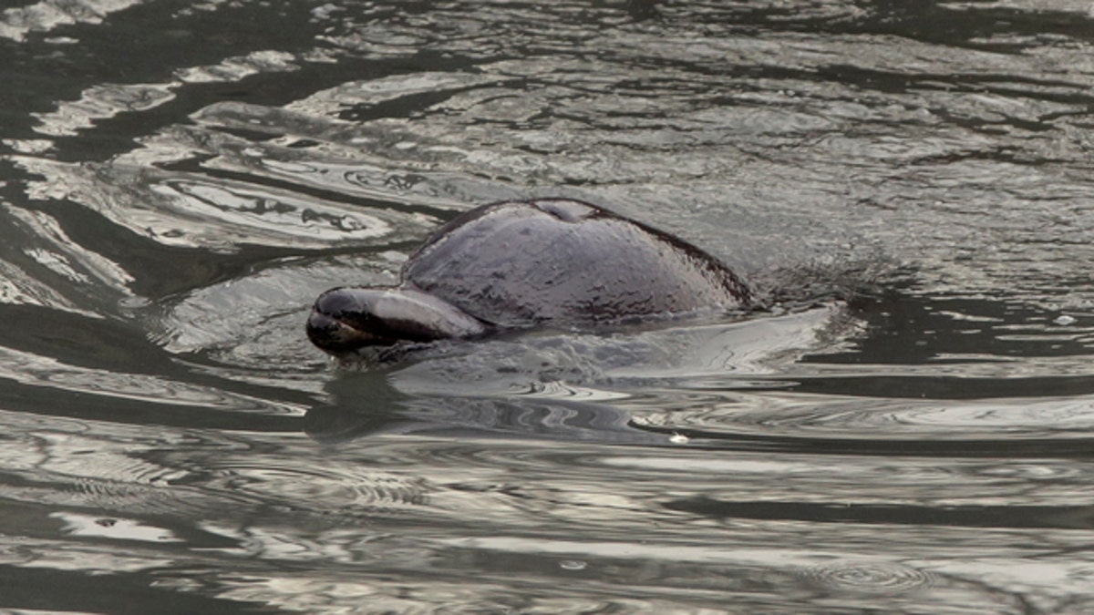 162c82ea-ADDITION Brooklyn Dolphin