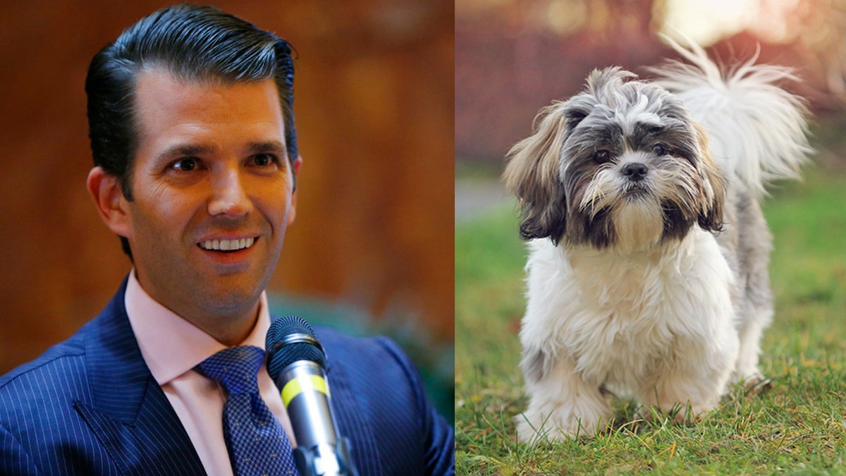 donald trump jr puppy