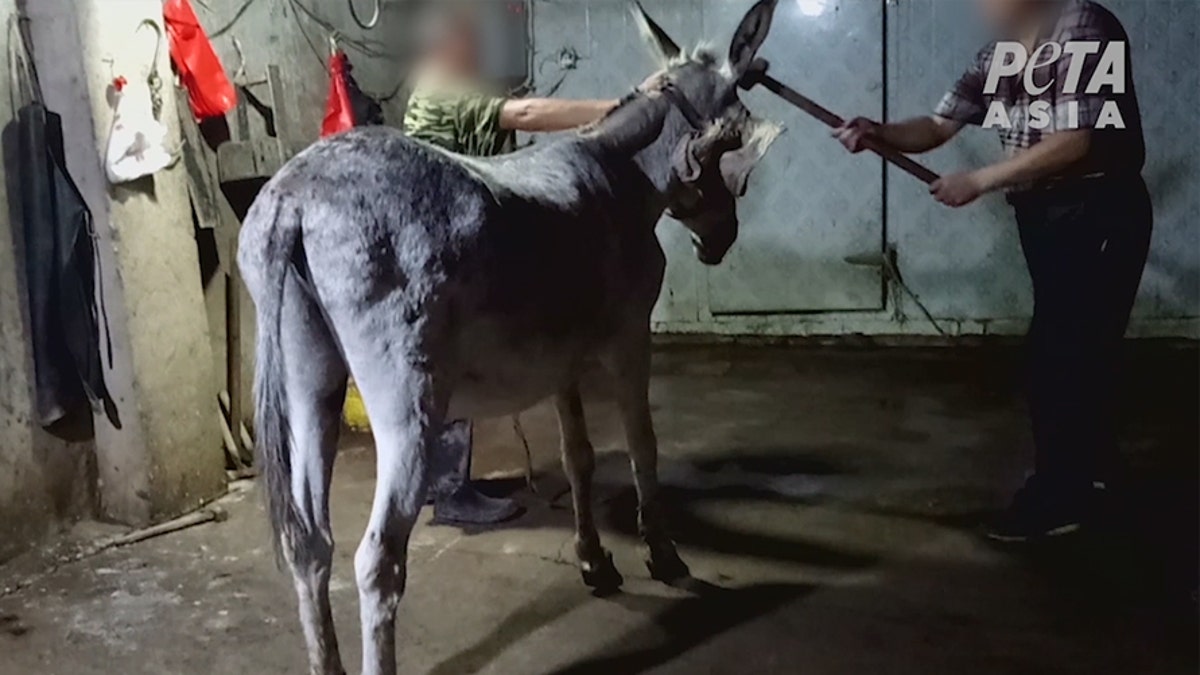 donkey torture