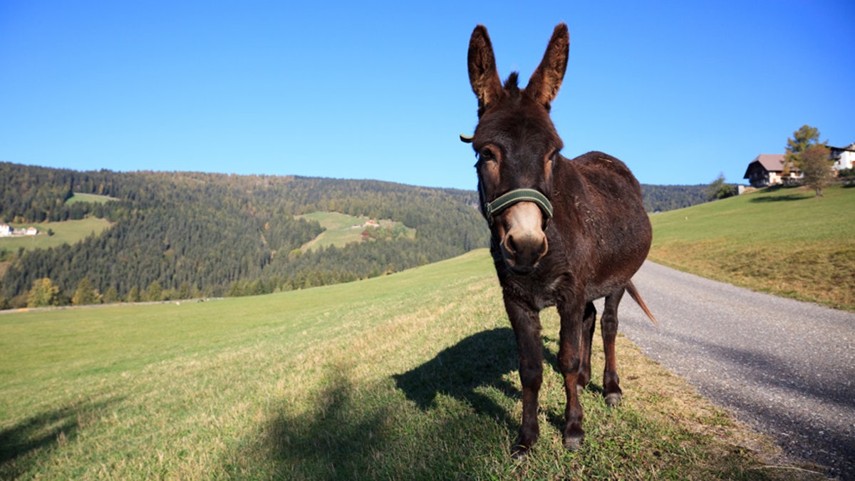 Donkey Burro iStock Ctop