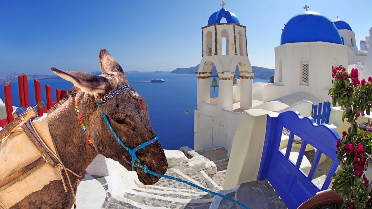 donkeys greece istock