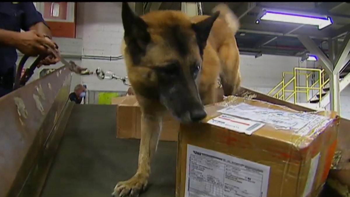 drug sniffing dogs jfk