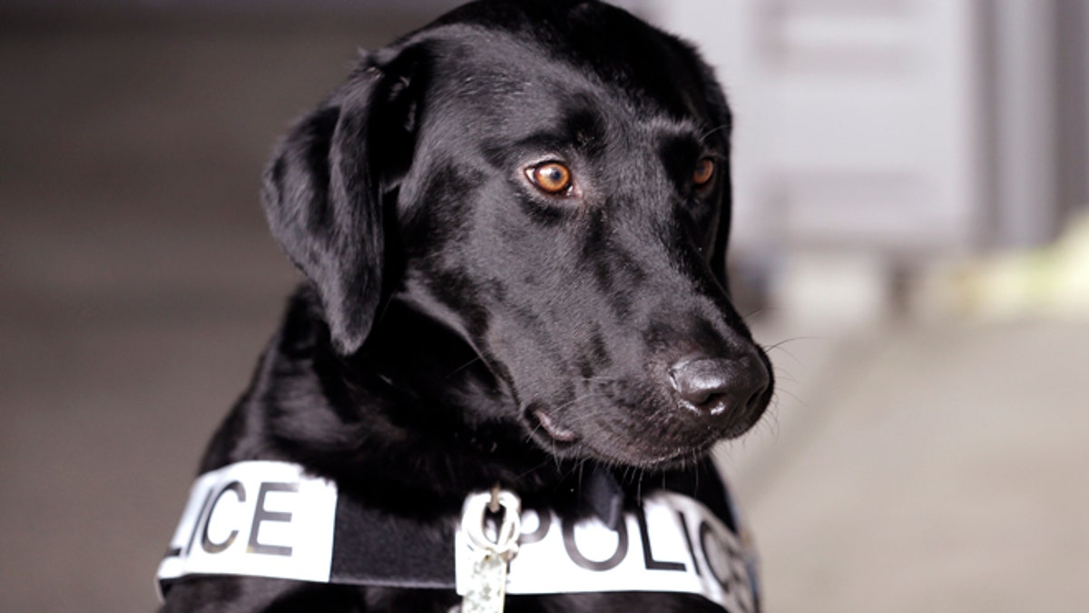 Legalizing Marijuana Police Dogs
