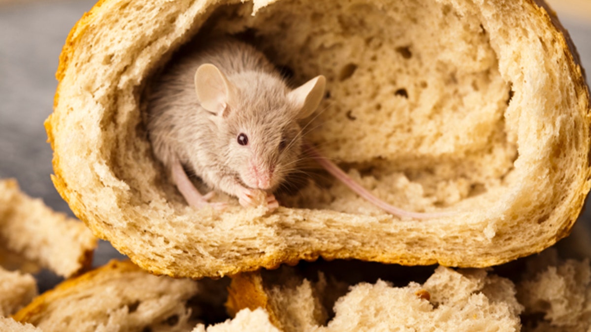 Maggots rat hair mouse poop and more Gross things the FDA