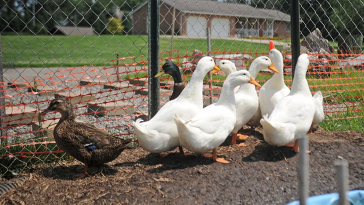 ducks2