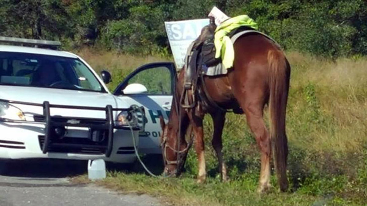 horse dui