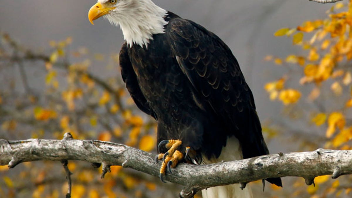 Wildlife officials are offering up to $10,000 to solve the mystery of how seven bald eagles and one great horned owl died in Maryland. (Reuters)<br data-cke-eol="1">