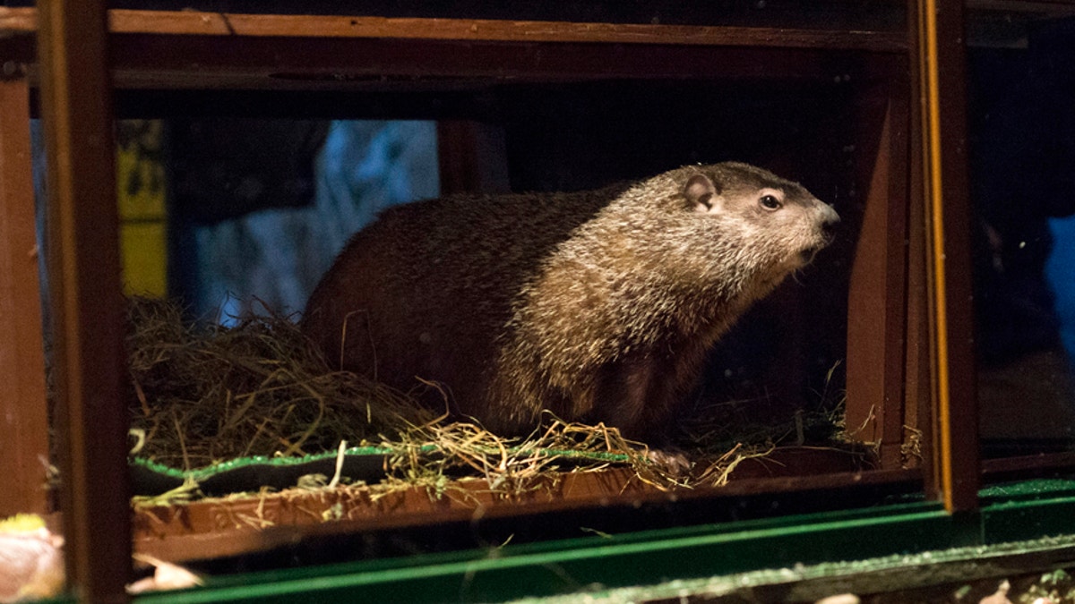 USA-WEATHER/GROUNDHOG