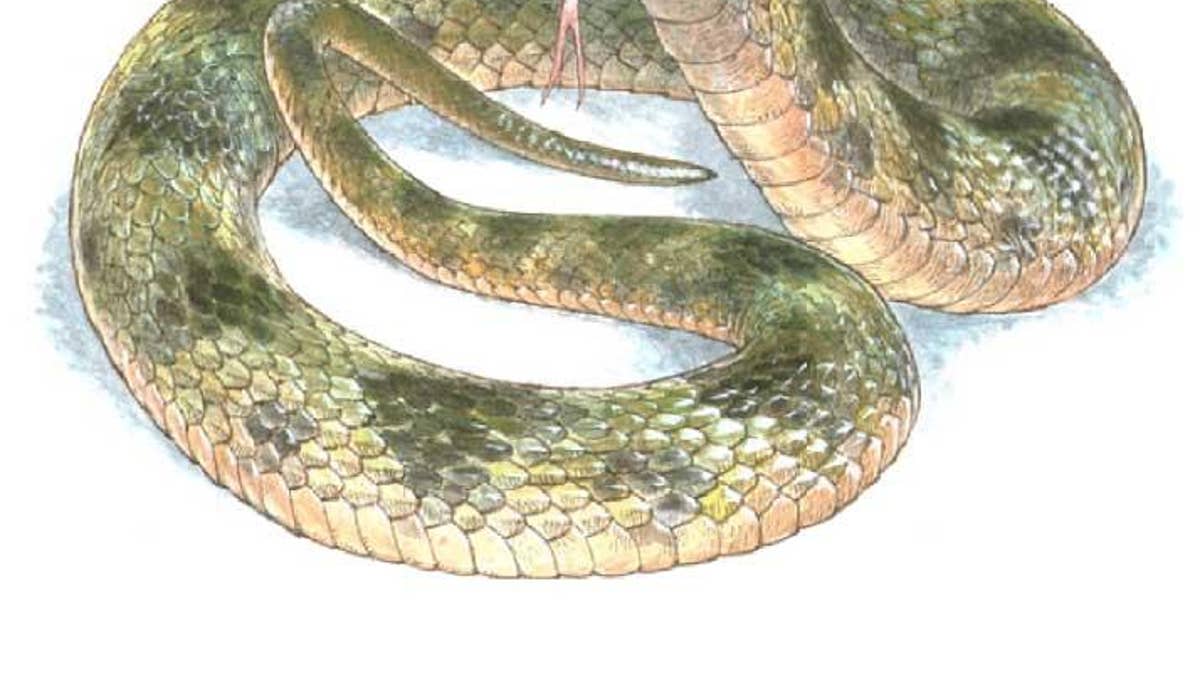 【廃盤】SNAKES,THE QONOS vs SNAKES Ancient snake's colors revealed through 10-million-year-old fossil