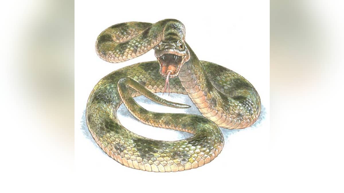 e7d46f23-snake
