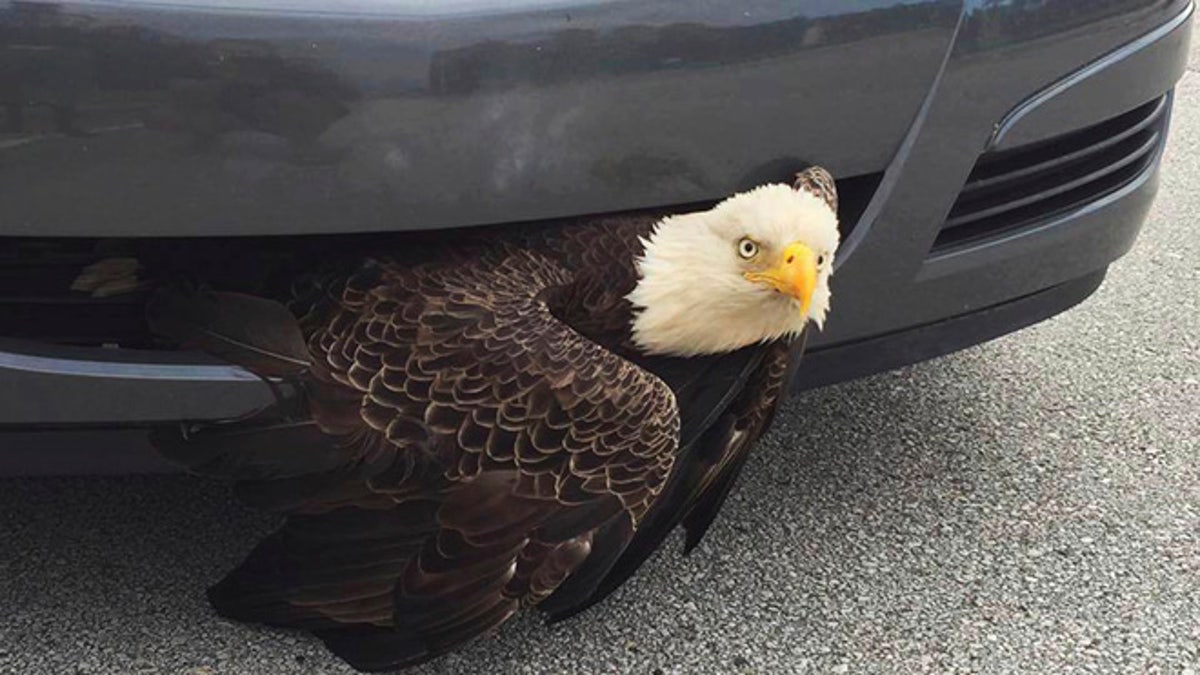 Eagle in Car