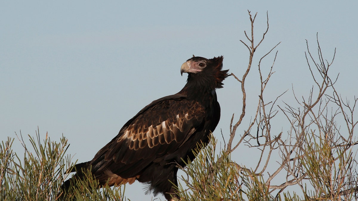 EagleWedgeTailedAustraliaGetty2008