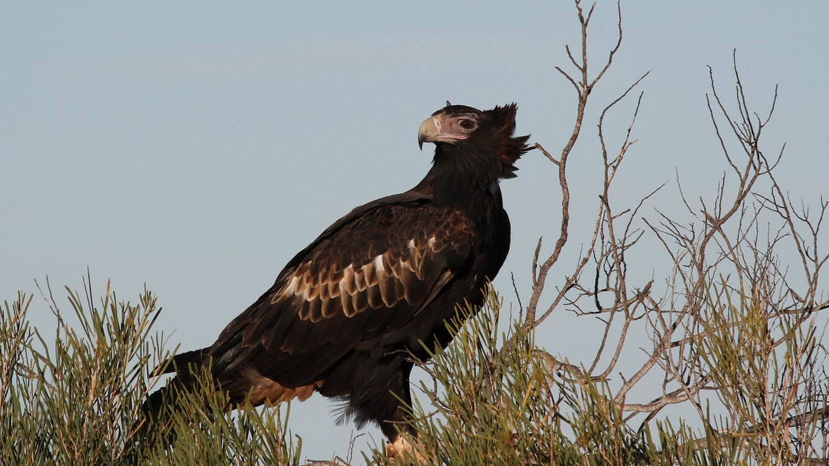 EagleWedgeTailedAustraliaGetty2008