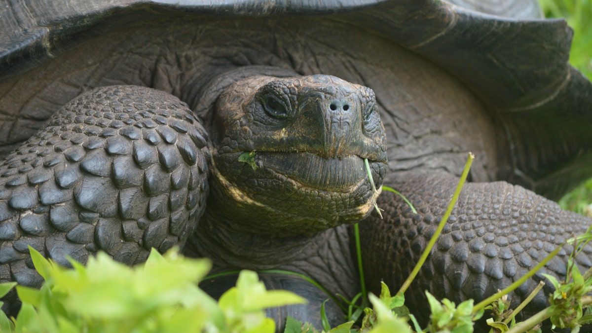 Galapagos turtle2