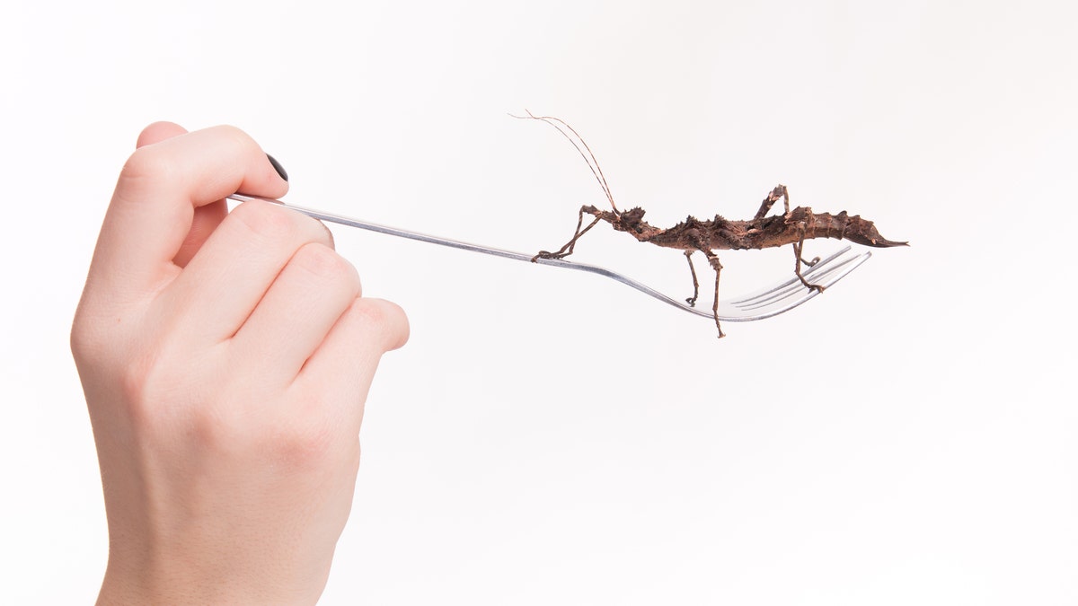 eating a bug istock