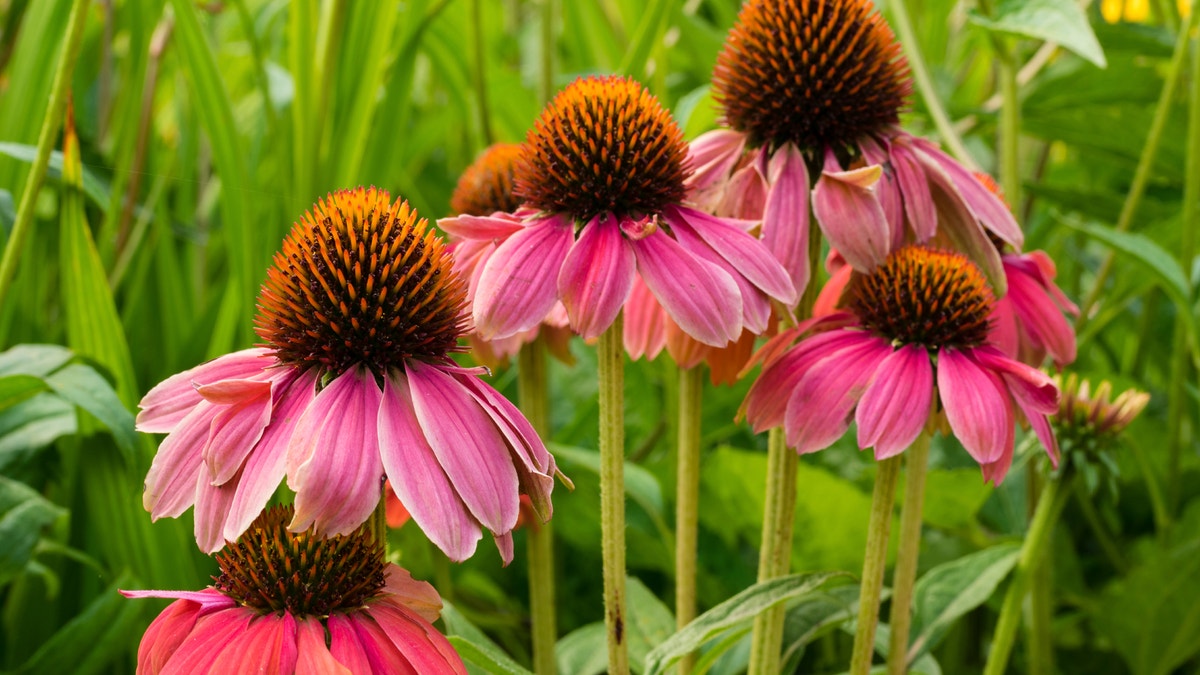 Echinacea purpurea iStock