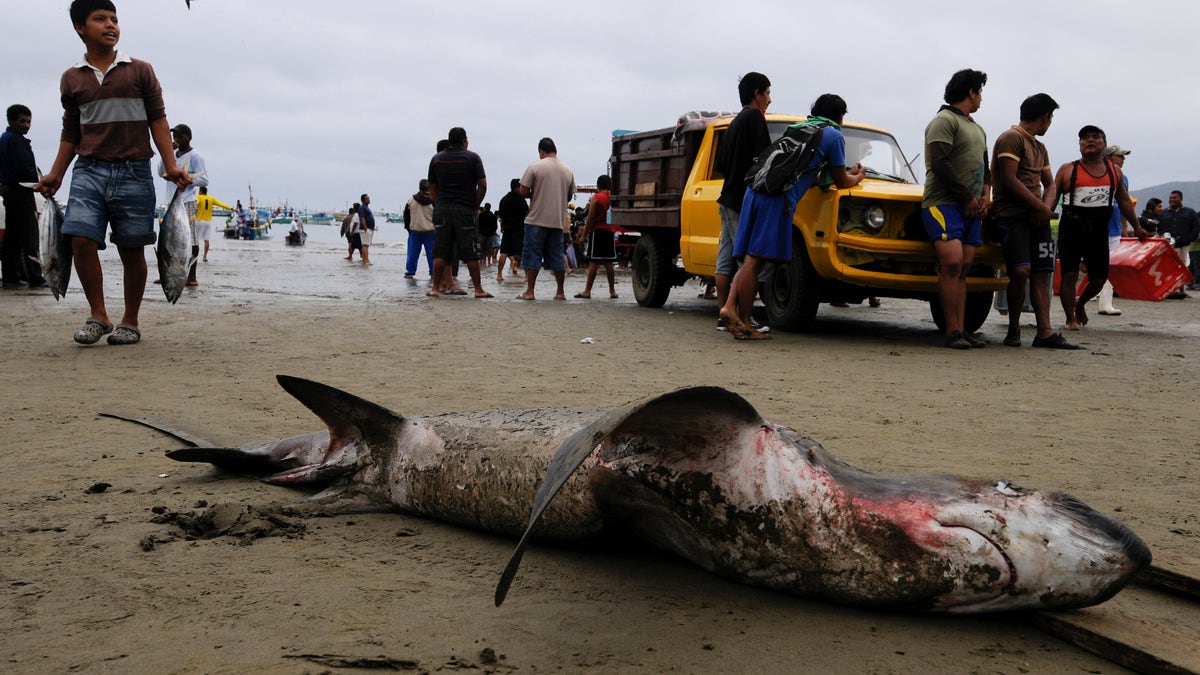 Ecuador Sharks