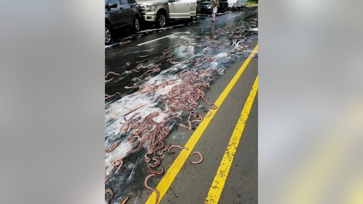 eels on street