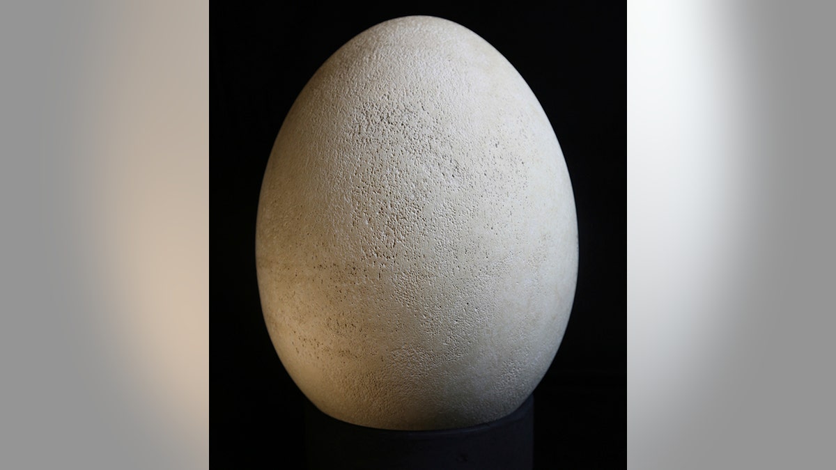 elephant egg 1