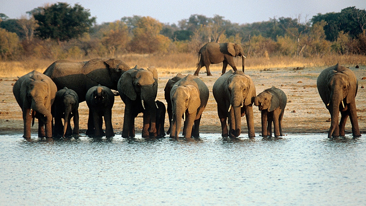 Elephants at water hole