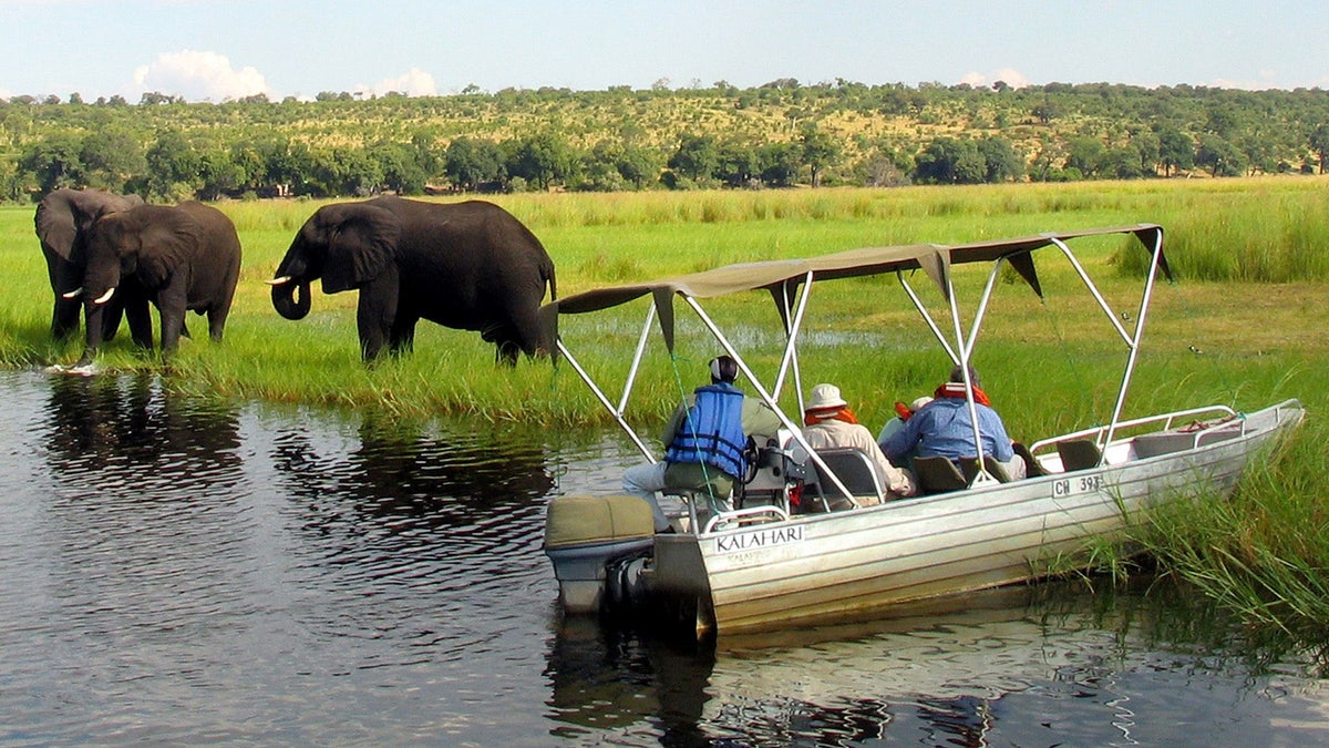 Elephant Zambia