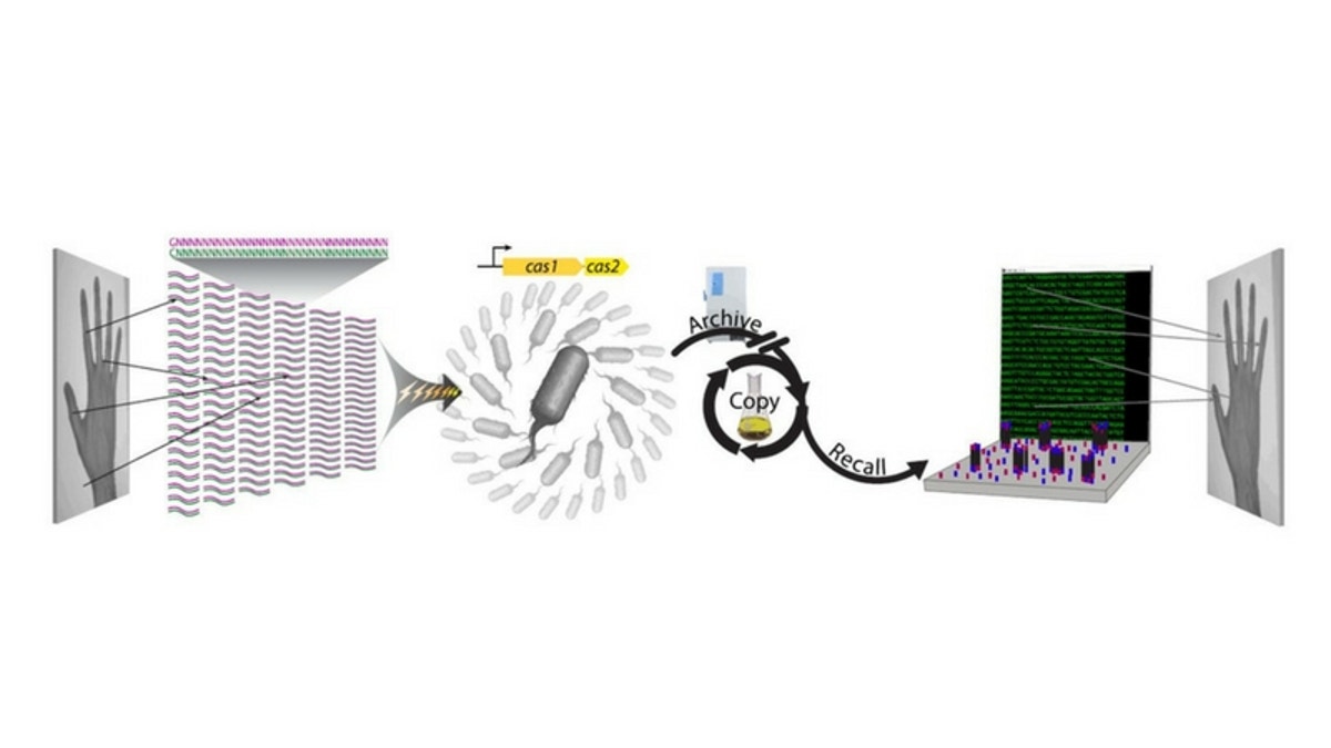 encoded genome