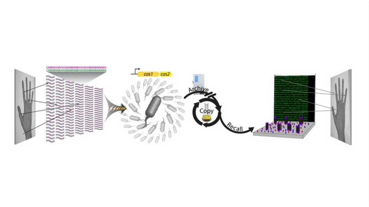 encoded genome