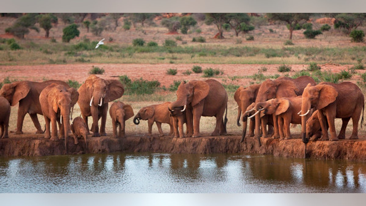 ap elephants