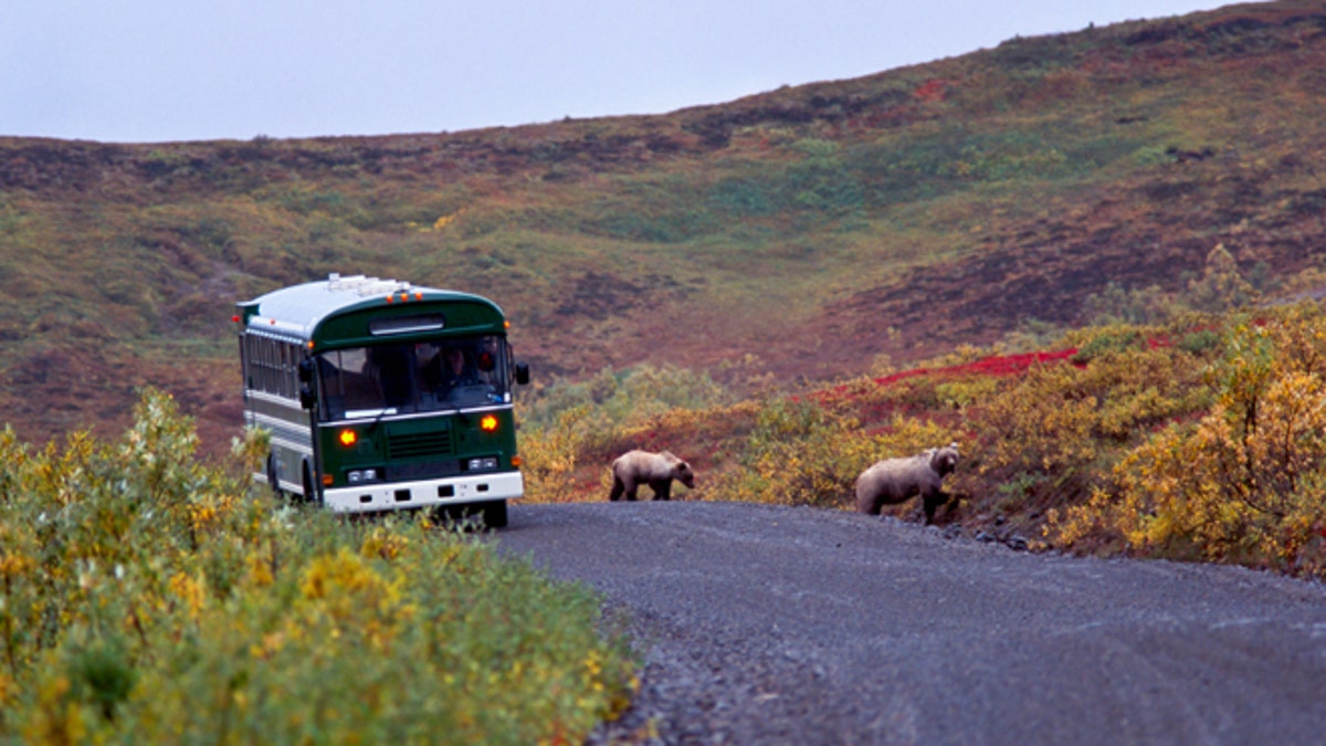 Grizzly bear with cubs