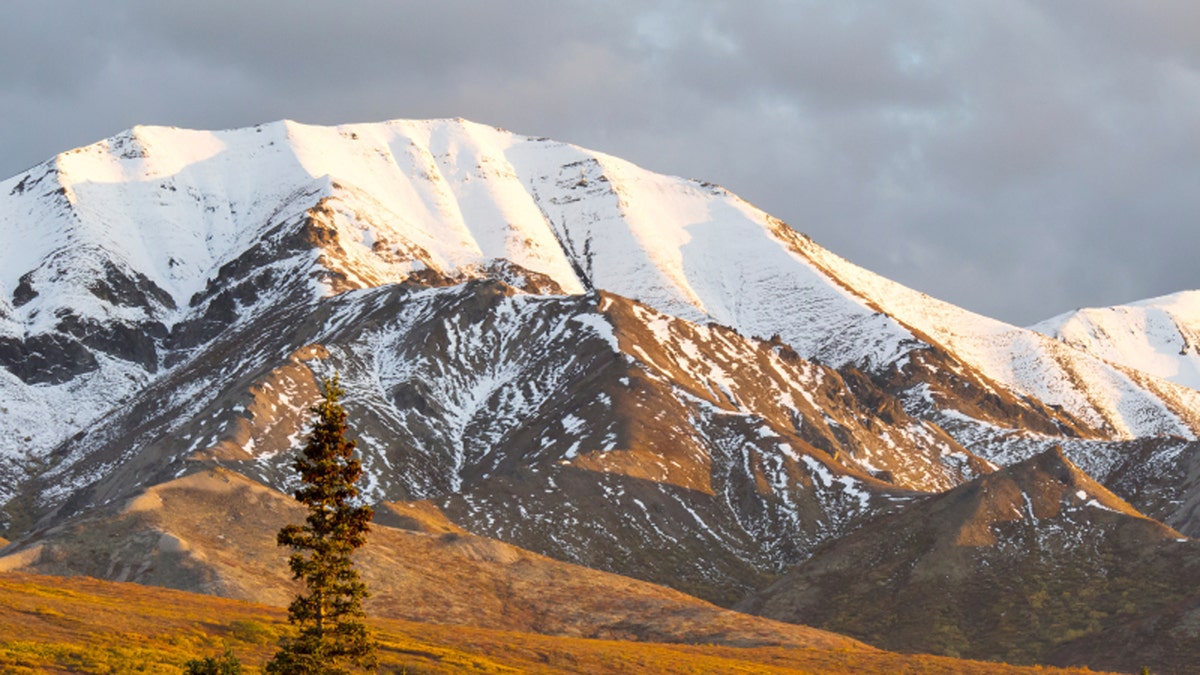 denali spring