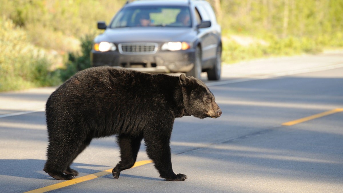 "A black bear walks across a road. The bear is in sharp focus, a car is in the background outside of the area of focus."