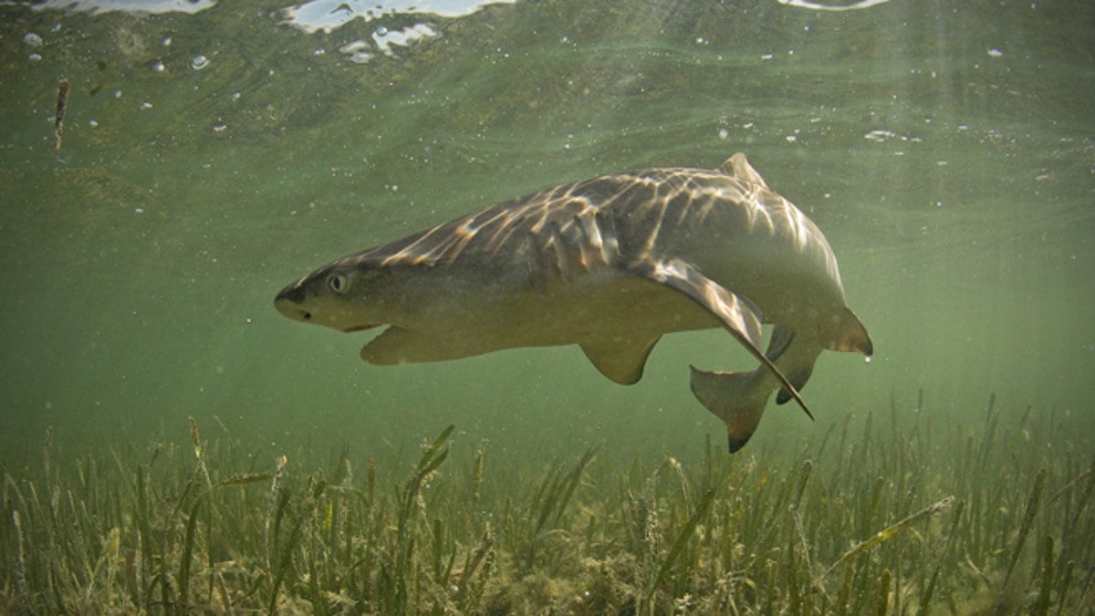 Lemon shark underwater with mouth open