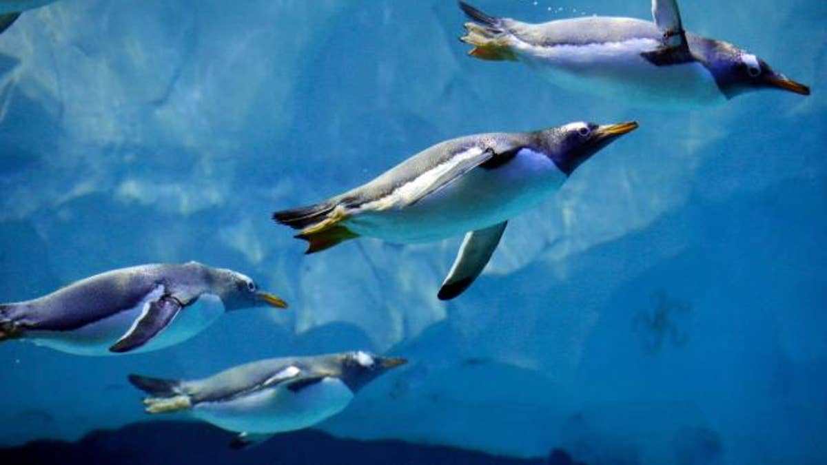 penguin zoo