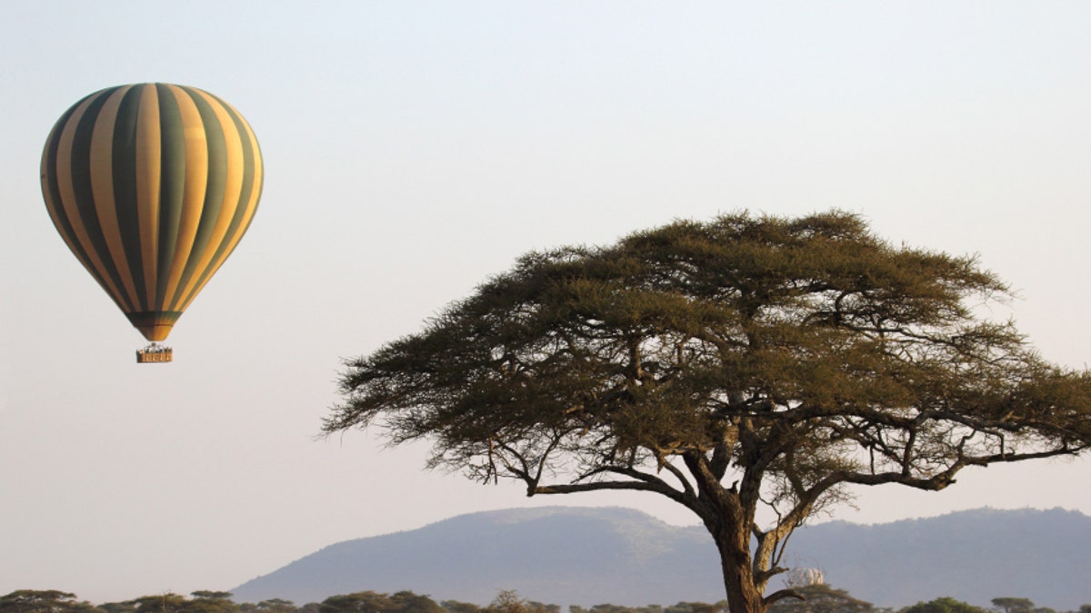 Flying green and yellow balloon near an acacia tree