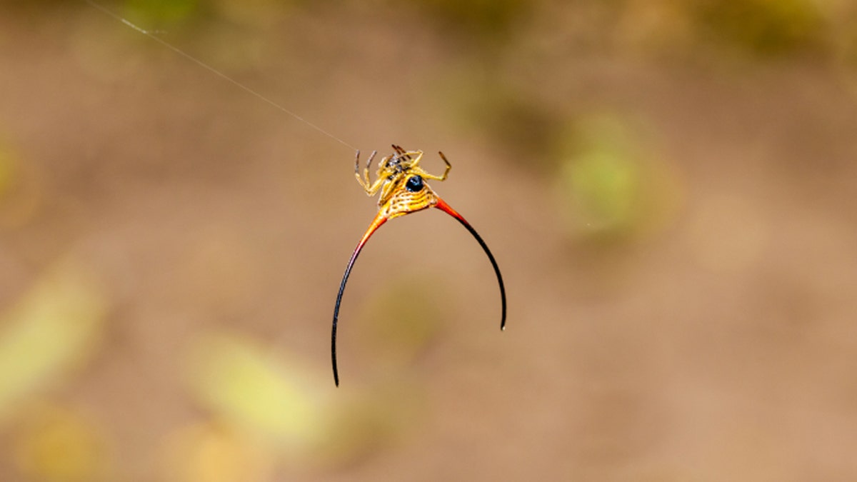 horned spider