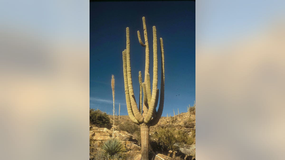 cactus