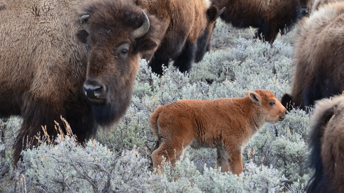 babybison1